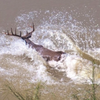 Annual Deer Lease in McMullen County 9 miles outside of Tilden Texas