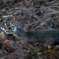 Quality Whitetail Deer, Turkey, and Wild Hog Hunting - San Saba TX