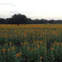 Bader Ranch Exclusive Dove Hunts
