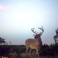 SOLD - Mule Deer and Whitetail in Reagan, Texas