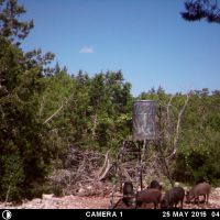 ROCKSPRINGS WEEKEND HUNTS