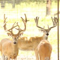 Texas Trophy Whitetail Guided Hunts