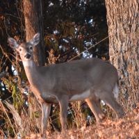 Doe2crop