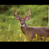 20 acres woods in Novle county