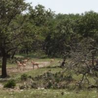 Blackbuck does 2