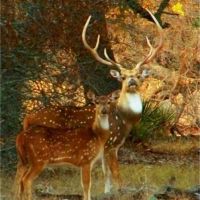 Axis buck doe