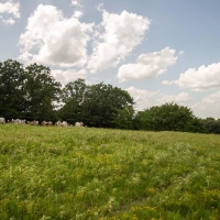 Hidden Springs Ranch images 3