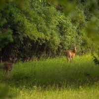 Hidden Springs Ranch images 4