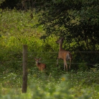 Hidden Springs Ranch images 5