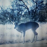Deer Managed Lease in Paint Rock, TX