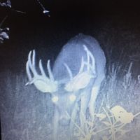 Deer 14 point buck 2016 (6)