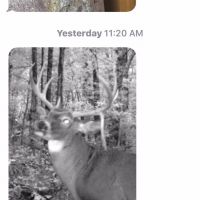 Deer 2017 drop tine buck (2)