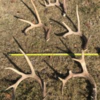 Deer sheds larger individual