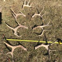 Deer sheds pairs