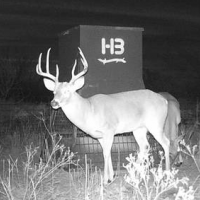 249 Acres Deer Lease Available in Chalk, Texas