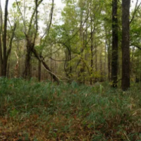Whitetail Deer and Bear Hunting Land 2,000 Acres in Ware, GA