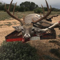 Axis Buck Hunting Lease 4500 Acre in Comstock, TX