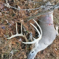 792 Acre Deer Lease in Gleason, TN