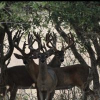 Tl kerrville bunch bucks pic