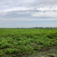 Duck Impoundment for sale in Hyde County NC images 6