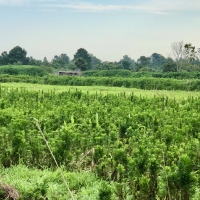 Duck Impoundment for sale in Hyde County NC images 5