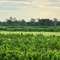 Duck Impoundment for sale in Hyde County NC images 2