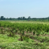 Duck Impoundment for sale in Hyde County NC images 3