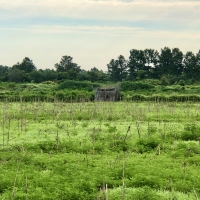 Duck Impoundment for sale in Hyde County NC images 4