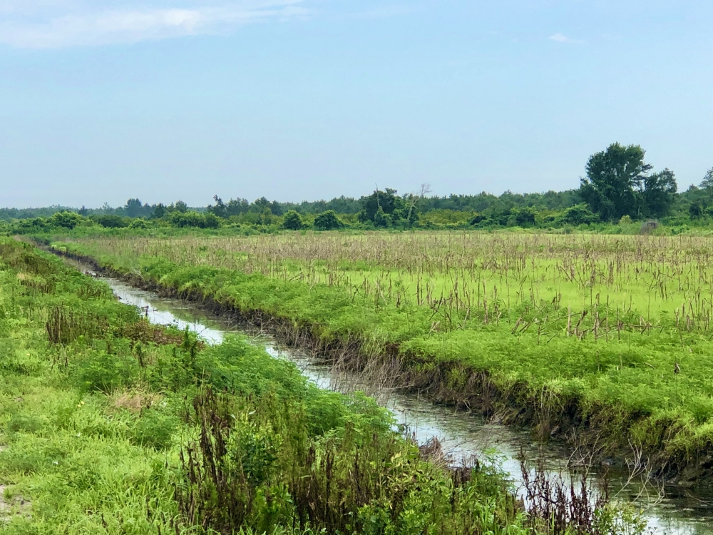 Duck Impoundment for sale in Hyde County NC featured image
