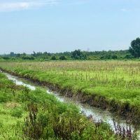 Duck Impoundment for sale in Hyde County NC