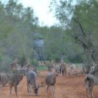 South Texas Whitetail Deer, Exotics Hunting Ranch Available