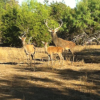 Aprox 550 acres up for deer lease in Scurry Co