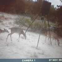 25 Acres Property Available for Hunt