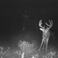 Deer Lease 100 acres available in Gilmer