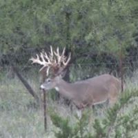 Mountain Home Texas 308 acres High Fence Property Available