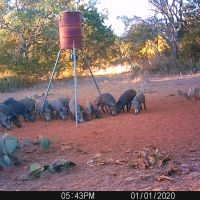 Hogs