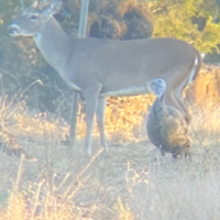 800 Acres Texas Hill Country!