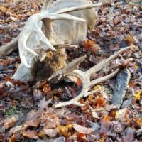 High Fence Trophy Whitetail Hunting Available in Indiana