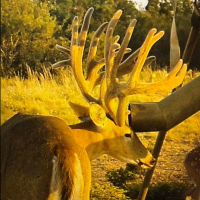 Plenty of Good Bucks available on 850 Acres High Fence Land