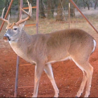 800 Acres Texas Hill Country! Weekend hunts, and day hunts!