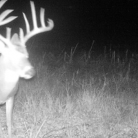 Whitetail Deer Management Hunt Available in Ozona, Texas