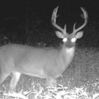 178 acres property available for whitetail deer hunt