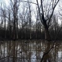 Hunting lease available in Audubon County, IA