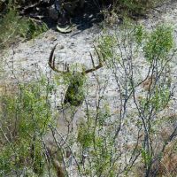 Deer picture 1