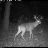 220 acres of mixed farmland & forest high deer density wildlife pond QDM for 25 years