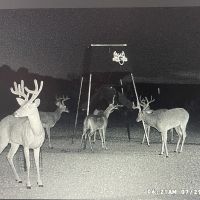 NOW AVAILABLE: Annual Lease in Terrell County, Texas
