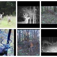 DIY deer and turkey hunts in Western Kentucky