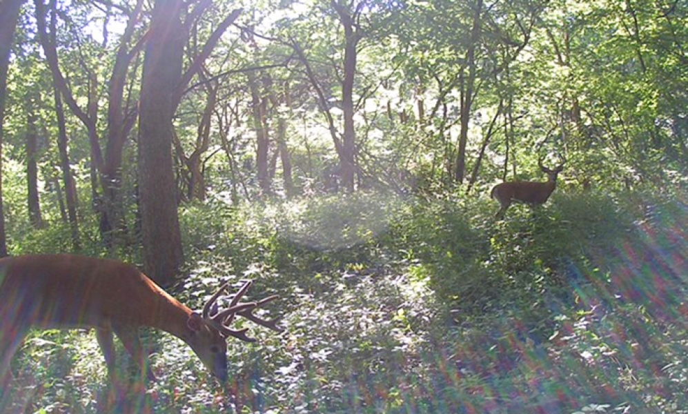 Lamchick Property featured image