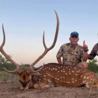 Axis Buck Hunting Available on 1600 Acres in Sonora Texas