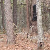 Cozy cabin in the Sam Houston National Forest